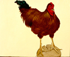 Poultry 3